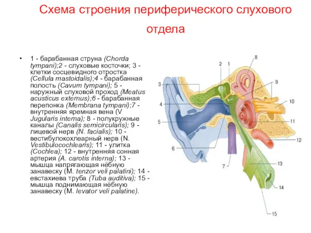 Схема строения периферического слухового отдела 1 - барабанная струна (Chorda