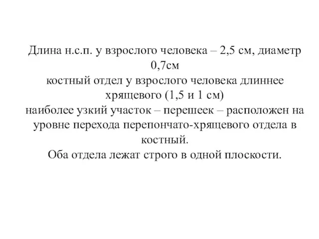 Длина н.с.п. у взрослого человека – 2,5 см, диаметр 0,7см