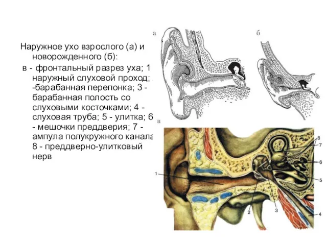 Наружное ухо взрослого (а) и новорожденного (б): в - фронтальный