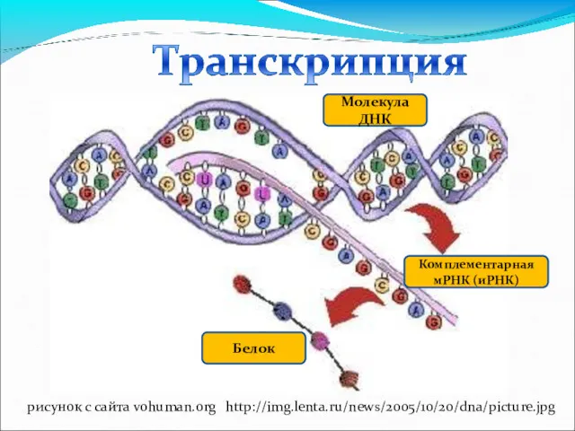 Молекула ДНК Комплементарная мРНК (иРНК) Белок рисунок с сайта vohuman.org http://img.lenta.ru/news/2005/10/20/dna/picture.jpg