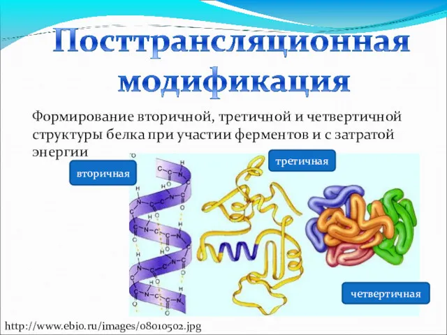 Формирование вторичной, третичной и четвертичной структуры белка при участии ферментов и с затратой