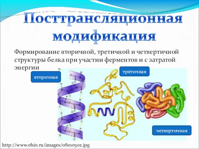 Формирование вторичной, третичной и четвертичной структуры белка при участии ферментов