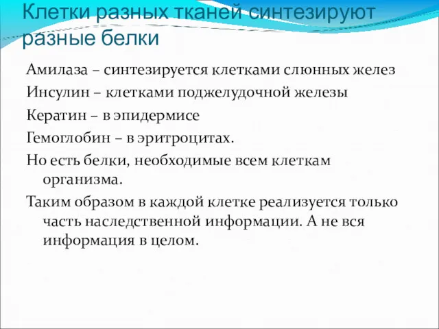 Клетки разных тканей синтезируют разные белки Амилаза – синтезируется клетками