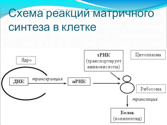 Схема реакций матричного синтеза в клетке