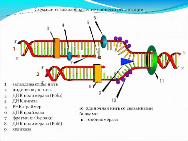 запаздывающая нить лидирующая нить ДНК полимераза (Polα) ДНК лигаза РНК праймер ДНК праймаза