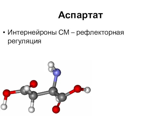 Аспартат Интернейроны СМ – рефлекторная регуляция