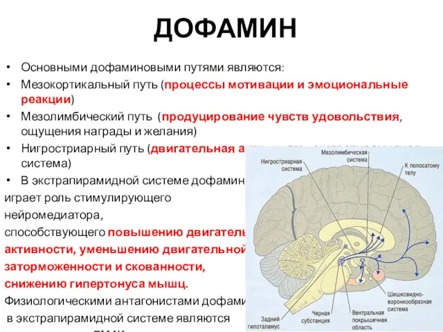 ДОФАМИН Основными дофаминовыми путями являются: Мезокортикальный путь (процессы мотивации и