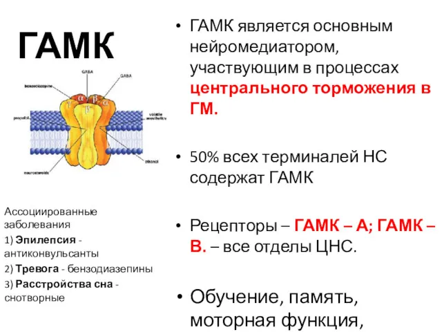 ГАМК ГАМК является основным нейромедиатором, участвующим в процессах центрального торможения
