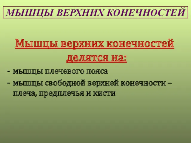 МЫШЦЫ ВЕРХНИХ КОНЕЧНОСТЕЙ Мышцы верхних конечностей делятся на: мышцы плечевого