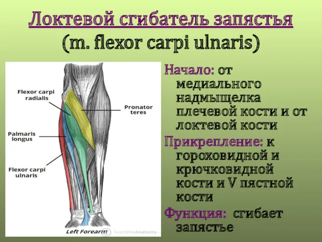 Локтевой сгибатель запястья (m. flexor carpi ulnaris) Начало: от медиального