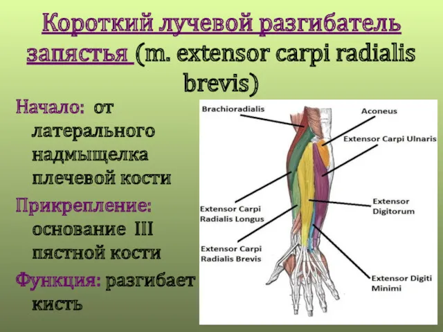 Короткий лучевой разгибатель запястья (m. extensor carpi radialis brevis) Начало: