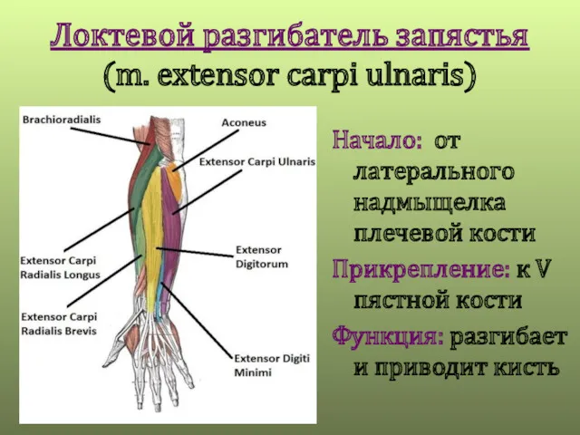 Локтевой разгибатель запястья (m. extensor carpi ulnaris) Начало: от латерального