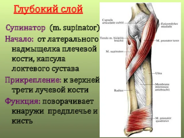 Глубокий слой Супинатор (m. supinator) Начало: от латерального надмыщелка плечевой