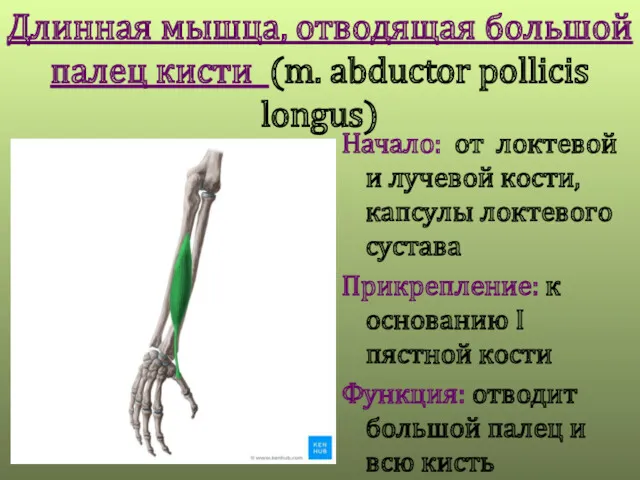 Длинная мышца, отводящая большой палец кисти (m. abductor pollicis longus)