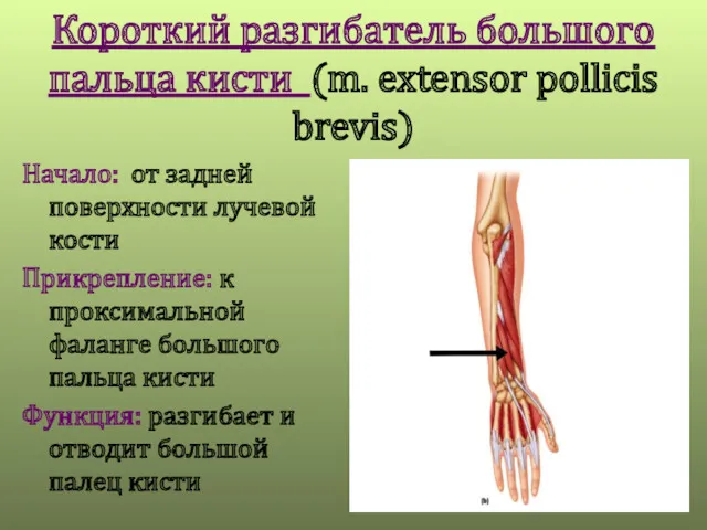 Короткий разгибатель большого пальца кисти (m. extensor pollicis brevis) Начало: