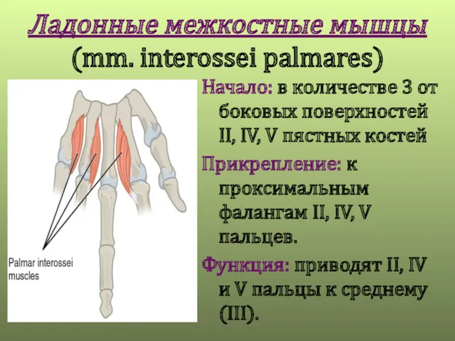 Ладонные межкостные мышцы (mm. interossei palmares) Начало: в количестве 3