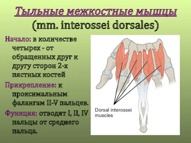 Тыльные межкостные мышцы (mm. interossei dorsales) Начало: в количестве четырех