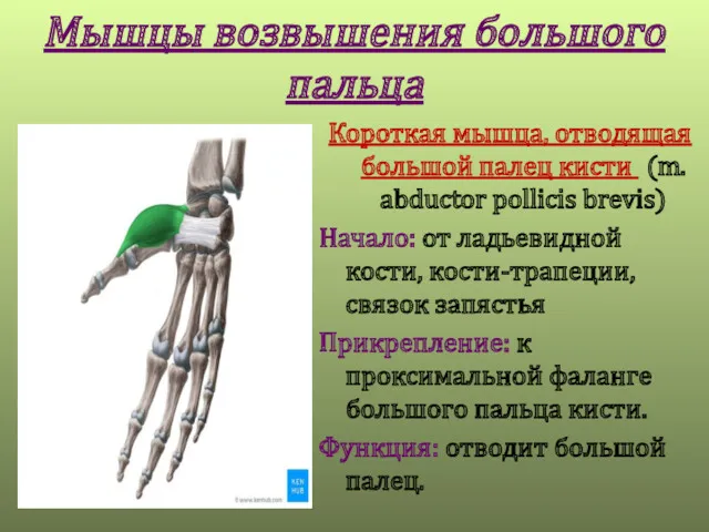 Мышцы возвышения большого пальца Короткая мышца, отводящая большой палец кисти