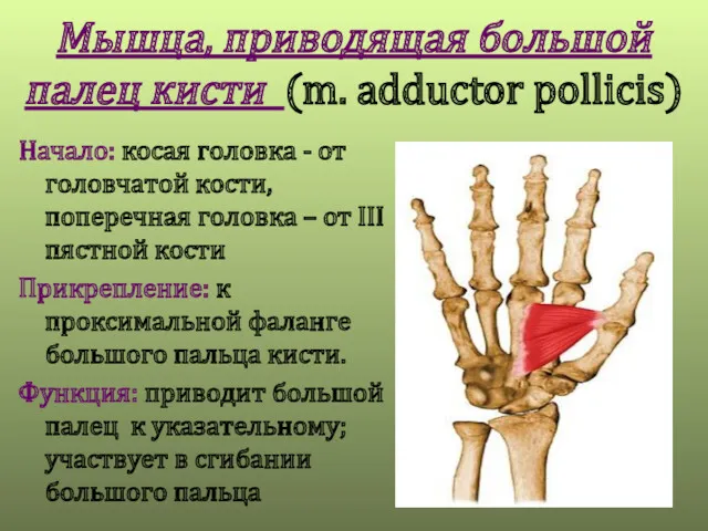 Мышца, приводящая большой палец кисти (m. adductor pollicis) Начало: косая