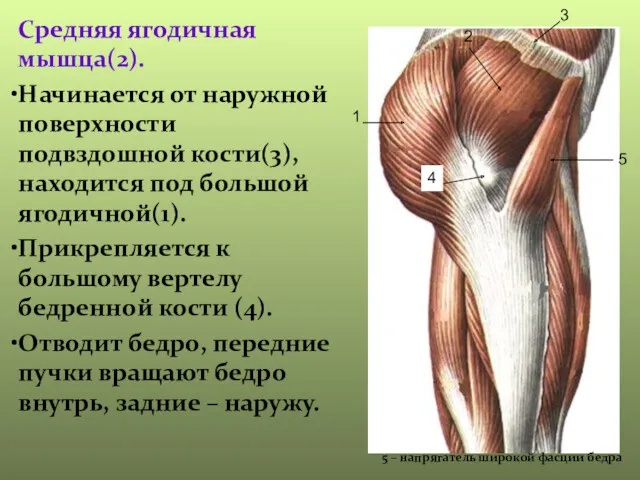 Средняя ягодичная мышца(2). Начинается от наружной поверхности подвздошной кости(3), находится