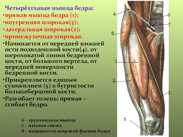 1 2 3 4 5 6 – грушевидная мышца 7