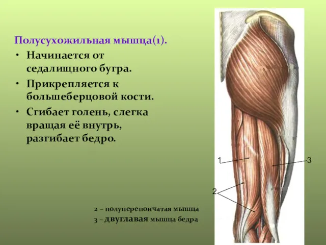 Полусухожильная мышца(1). Начинается от седалищного бугра. Прикрепляется к большеберцовой кости.