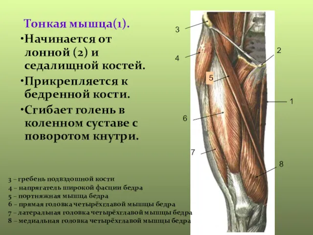 Тонкая мышца(1). Начинается от лонной (2) и седалищной костей. Прикрепляется