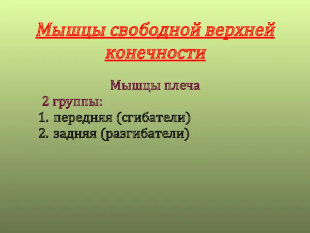 Мышцы свободной верхней конечности Мышцы плеча 2 группы: передняя (сгибатели) задняя (разгибатели)