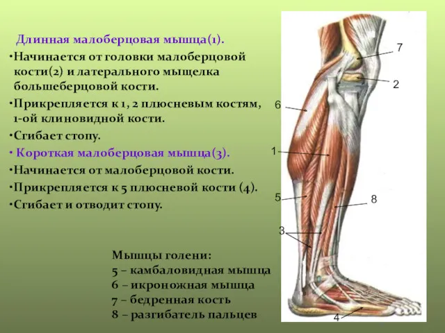 1 2 3 4 5 6 7 8 Мышцы голени: