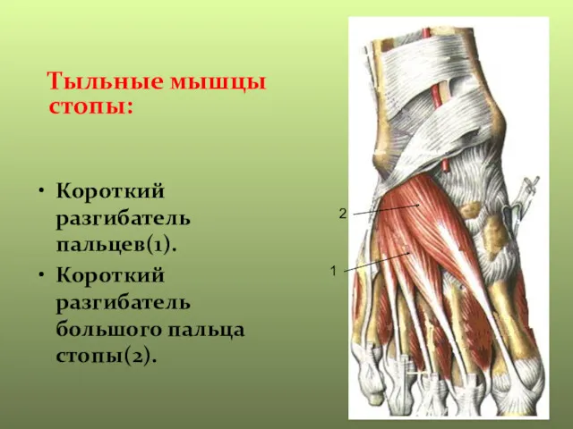 Короткий разгибатель пальцев(1). Короткий разгибатель большого пальца стопы(2). Тыльные мышцы стопы: 1 2