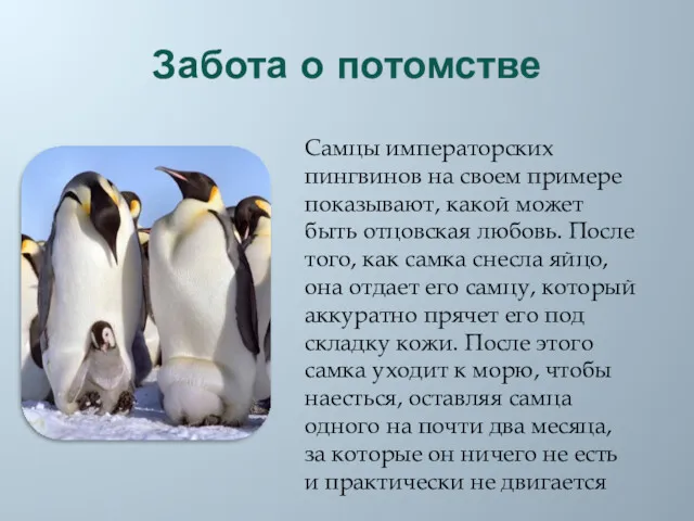 Забота о потомстве Самцы императорских пингвинов на своем примере показывают,