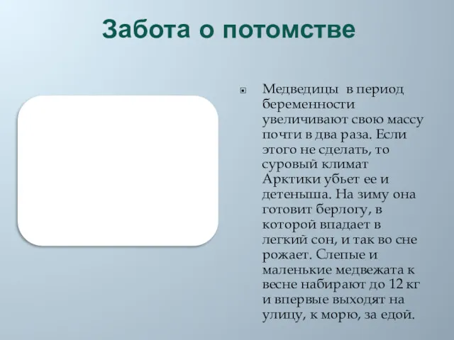 Забота о потомстве Медведицы в период беременности увеличивают свою массу