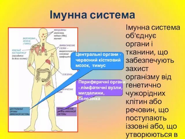 Імунна система Імунна система об'єднує органи і тканини, що забезпечують