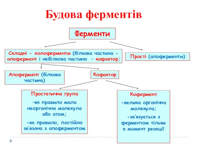 Будова ферментів Ферменти Складні - холоферменти (білкова частина - апофермент