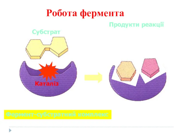 Фермент Субстрат Фермент-субстратний комплекс Робота фермента Каталіз Продукти реакції