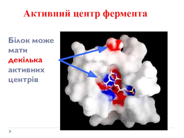 Активний центр фермента Білок може мати декілька активних центрів