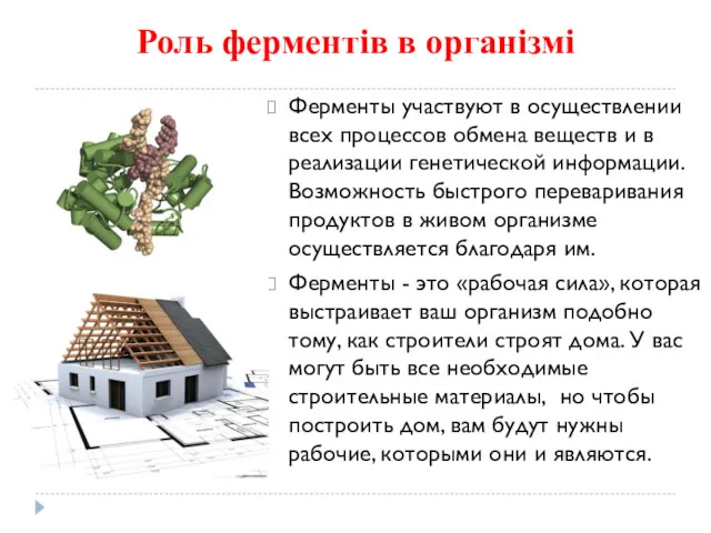 Роль ферментів в організмі Ферменты участвуют в осуществлении всех процессов