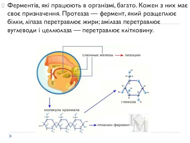 Ферментів, які працюють в організмі, багато. Кожен з них має