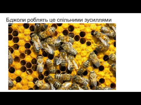 Бджоли роблять це спільними зусиллями