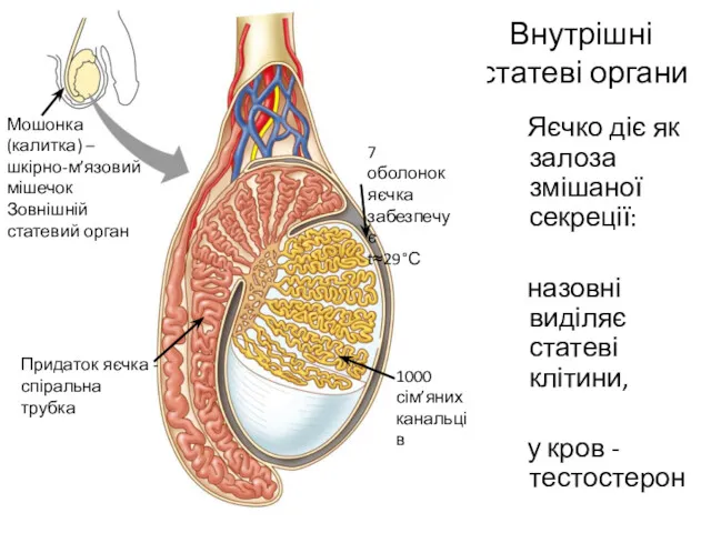 Внутрішні статеві органи Яєчко діє як залоза змішаної секреції: назовні