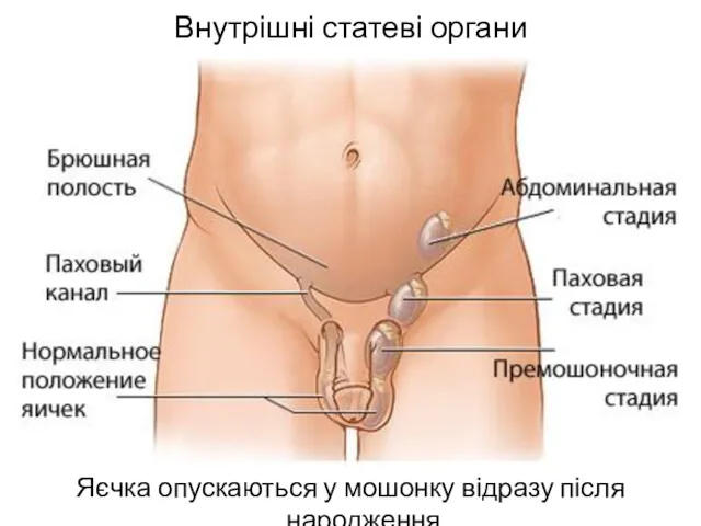 Внутрішні статеві органи Яєчка опускаються у мошонку відразу після народження