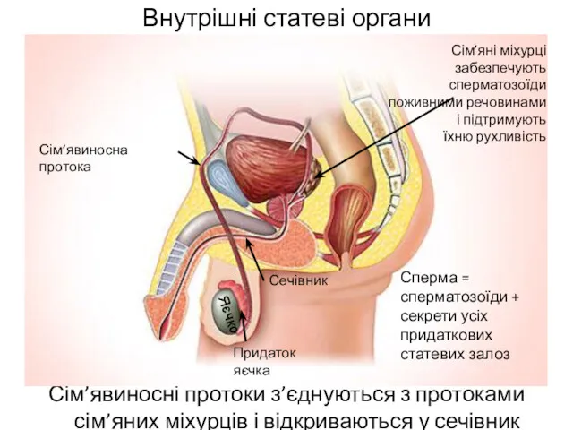 Внутрішні статеві органи Сім’явиносні протоки з’єднуються з протоками сім’яних міхурців