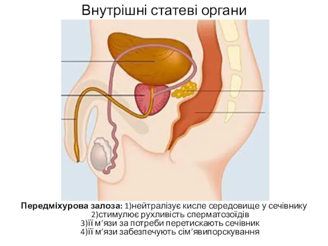 Внутрішні статеві органи Передміхурова залоза: 1)нейтралізує кисле середовище у сечівнику