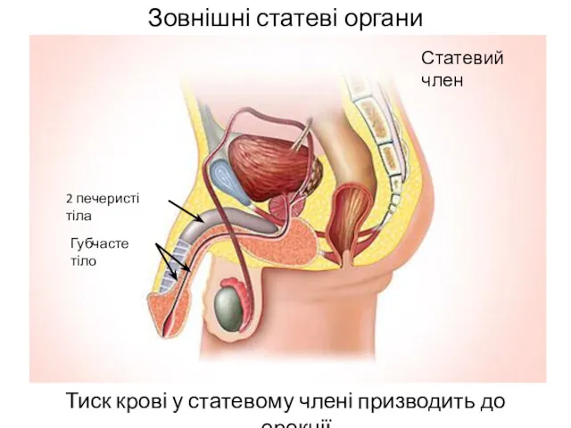 Зовнішні статеві органи Тиск крові у статевому члені призводить до