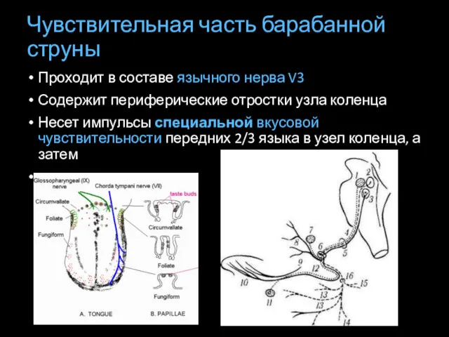 Чувствительная часть барабанной струны Проходит в составе язычного нерва V3