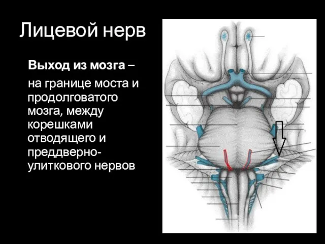 Лицевой нерв Выход из мозга – на границе моста и