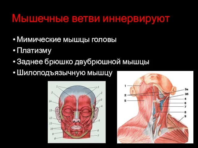 Мышечные ветви иннервируют Мимические мышцы головы Платизму Заднее брюшко двубрюшной мышцы Шилоподъязычную мышцу