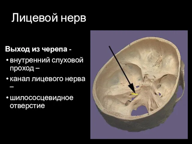 Лицевой нерв Выход из черепа - внутренний слуховой проход – канал лицевого нерва – шилососцевидное отверстие