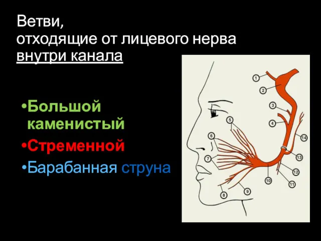 Ветви, отходящие от лицевого нерва внутри канала Большой каменистый Стременной Барабанная струна