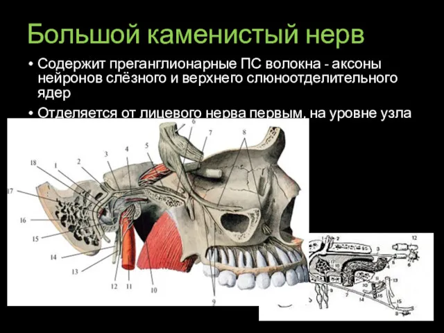 Большой каменистый нерв Содержит преганглионарные ПС волокна - аксоны нейронов